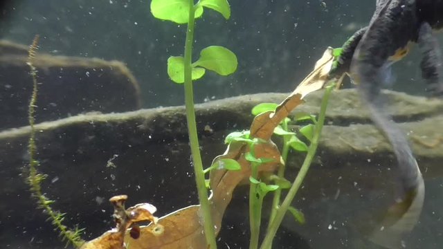 Bergmolche, Alpine newt, Ichthyosaura alpestris
