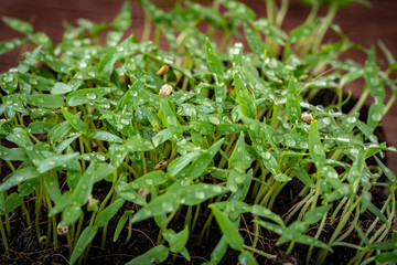 Chilli seedlings