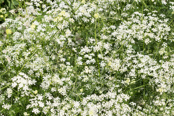 Fototapeta na wymiar Summer elegant background of white small flowers. Copy space.
