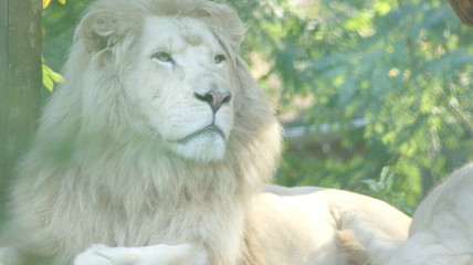 lion blanc 2