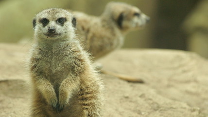 suricate