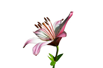 Pink lily and stem. White background