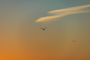 Fototapeta na wymiar Silhouette of bird in flight at sunset
