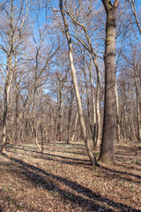 Obraz premium Leucojum vernum Märzenbecher