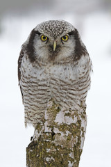 Northern hawk-owl sitting on birch tree
