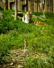 tigre et moineau