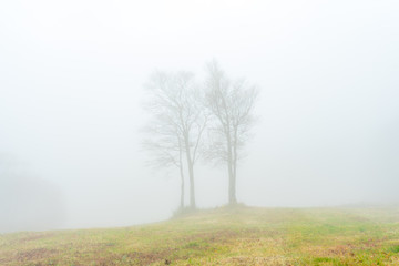 Obraz premium 紅葉 もみじ 散歩 トレッキング クアオルト 湖 道 蔵王