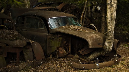 A veteran car with a birch tree growing in front of the car in vintage car scrapyard in Swedish forest.  Bastnas, Varmland.