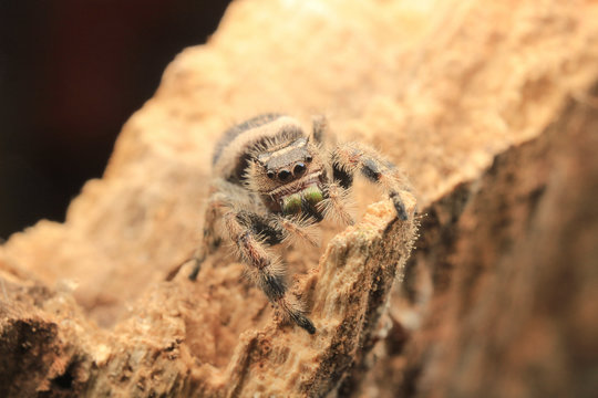hyllus diardi male
