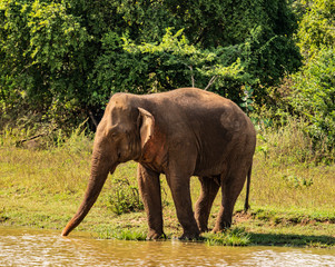 Fototapeta premium Sri Lanka - Elephant in Uda Walawe National Park