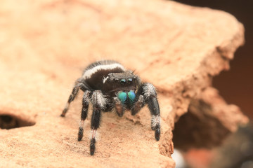hyllus diardi male