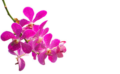 Fototapeta na wymiar pink Phalaenopsis or Moth dendrobium Orchid flower in tropical garden isolated on white background.Selective focus.agriculture idea concept design with copy space.