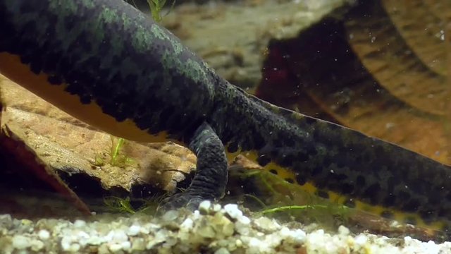 Bergmolche, Alpine newt, Ichthyosaura alpestris
