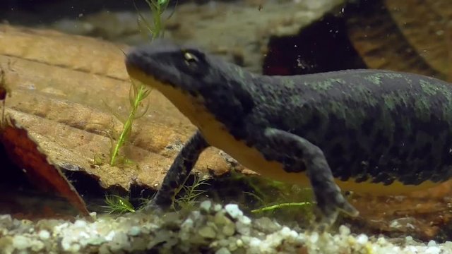 Bergmolche, Alpine newt, Ichthyosaura alpestris