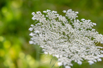 White wildflower flowering in a meadow