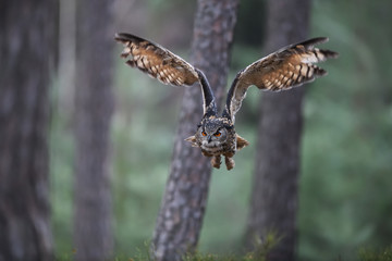 Eurasian eagle-ow flying