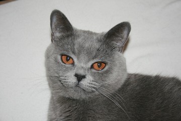 british blue cat, cat, animal, kitten, pet, cute, feline, domestic, kitty, fur, window, portrait, grey, pets, eyes, home, mammal, animals, tabby, young, adorable, fluffy