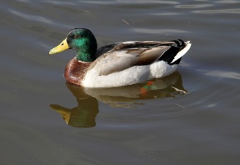 canard colvert,anas platyrhynchos