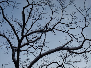 Naklejka premium silhouette of a tree