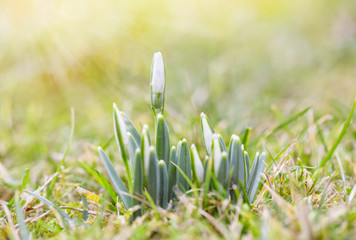 Spring snowdrops flower. Bright natural background with sunny reflection. 