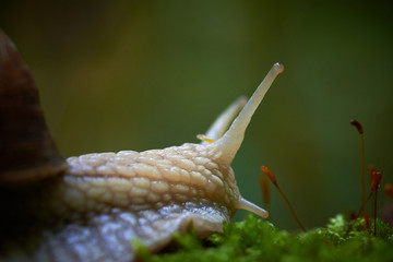 Snail crawling on a tree