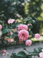 Little pink roses