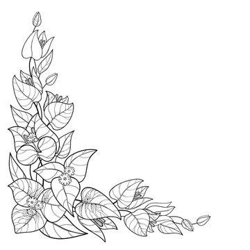 recommend clip art: Corner bouquet of outline Bougainvillea or Buganvilla flower bunch with bud and leaf in black isolated on white background.