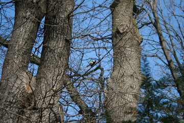 Fototapeta premium tit, tree, nature, forest, trees, sky, green, autumn, park, leaves, wood, leaf, spring, winter, landscape, branch, tall, branches, trunk, bark, old, plant, outdoor, woods, fall, grass