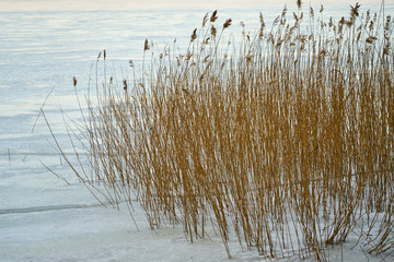 Fototapeta na wymiar Dry plant on an icy sea coast in Ruissalo, Finland.