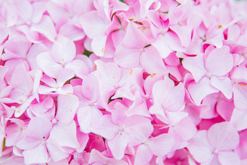 blooming pink hydrangeas flowers close up