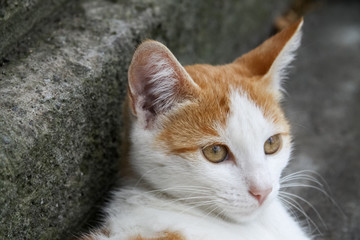 orange white cat on grey background