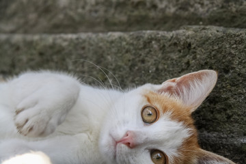 orange white cat on grey background
