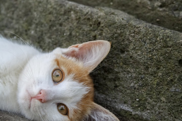 Fototapeta na wymiar orange white cat on grey background