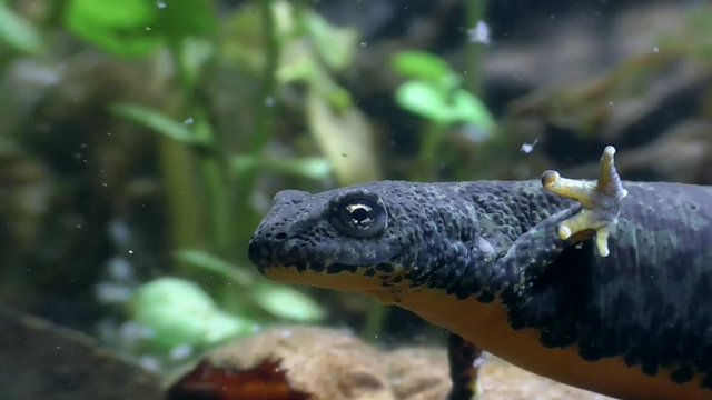 Bergmolche, Alpine newt, Ichthyosaura alpestris