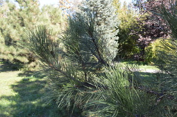 trees in the forest
