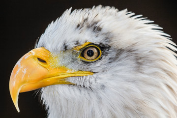 BALD EAGLE