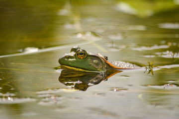 American Bullfrog in the water 