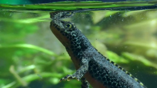 Bergmolche, Alpine newt, Ichthyosaura alpestris