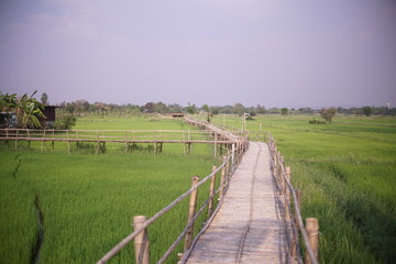 Fototapeta na wymiar Bamboo bridge