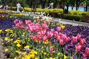 Park, Krasnodar, Russia, flower, spring, tulip, flowers, tulips, garden, field, nature, pink, red,...