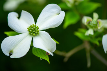 Dogwood Blooms