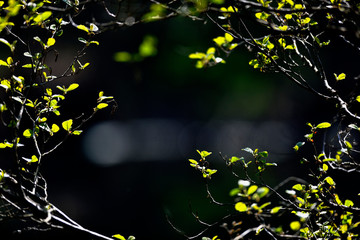 image of the leaves of a plant on black background