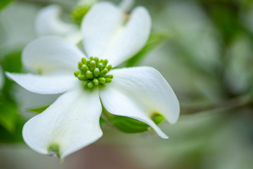 Dogwood Blooms