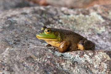 American Bullfrog perched on a rock 
