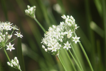 white flowers