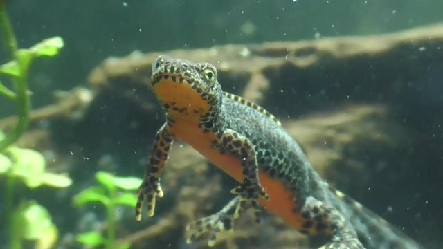 Bergmolche, Alpine newt, Ichthyosaura alpestris
