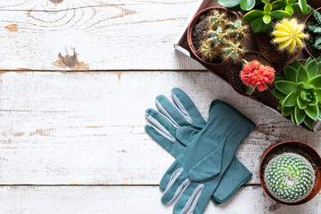 Flowering cactus and succulents background. Collection of various house plants and gardening gloves on white wooden background with copy space.