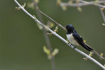 Images of birds in freedom