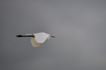 Images of birds in freedom