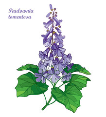 Branch of outline Paulownia tomentosa or princesstree or kiri flower bunch, bud and leaves in pastel purple isolated on white background. © bokasana